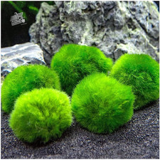 Marimo (2-3 Cm) - Alga Palla