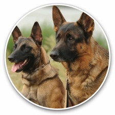2 adesivi in vinile 20 cm - pastore belga Malinois cane regalo cool #3094