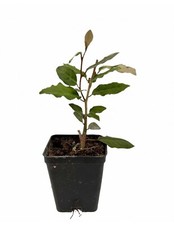 Eleagno Eleagnus x ebbingei pianta da siepe sempreverde in vaso ø9 cm