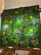 Parete di piante stabilizzate 