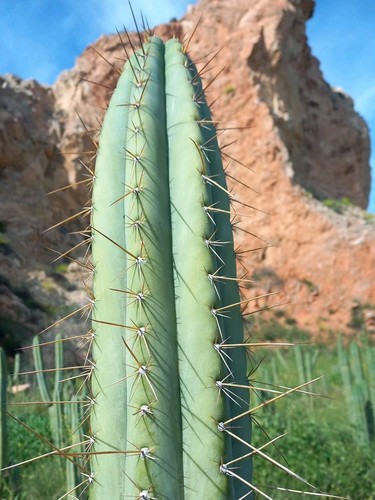 Cactus peruvianus - 50,