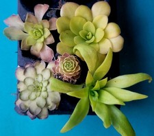 5 Pinguicula Butterwort