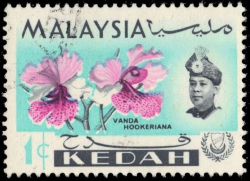 Malesia kedah 106 orchidea - 106,