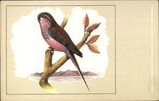 Ak Bourkesittich, Neophema