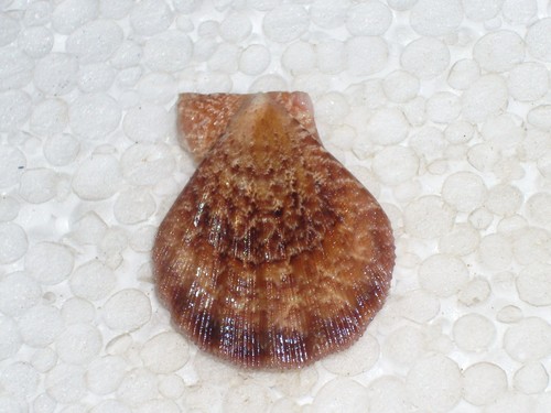 Complicachlamys wardiana - complicachlamys,