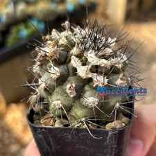 Copiapoa sp. (27) - Live