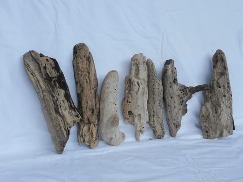 Legno mare radice bucci - di,