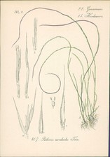 Chromolithographie 