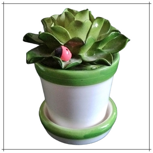 Cactus piante grasse - piante,