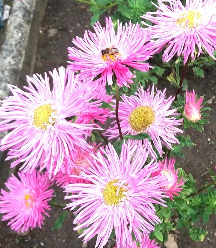 Semi aster fiori da - semi,