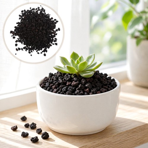 Succulenta pietra vulcanica - succulenta,