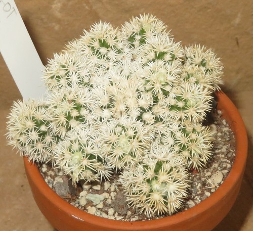 Mammillaria vetula ssp