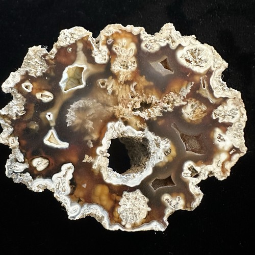 Esemplare corallo fossile - di,