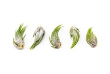 Assorted Tillandsia