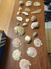 Lotto di 22 conchiglie da collezione