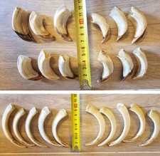 Arma di cinghiale: litigi e