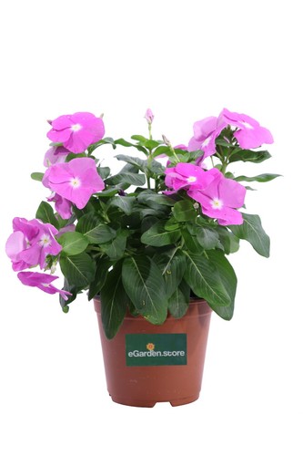 Pianta vera vinca - pianta, di