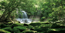 180X46Cm Foresta Terrario
