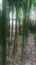 Canne di Bamboo per orto e