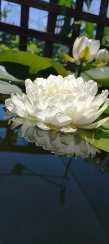 Ninfea 1000 petali - petali, rustica
