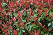 Piante photinia red - 50, di