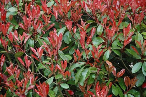 Piante photinia red - 50,