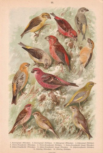 C1890 fink finken - c1890, gimpel