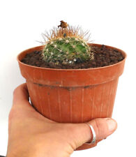 Copiapoa variispinata (Esmeralda, Chile AP37) no cinerea columna-alba