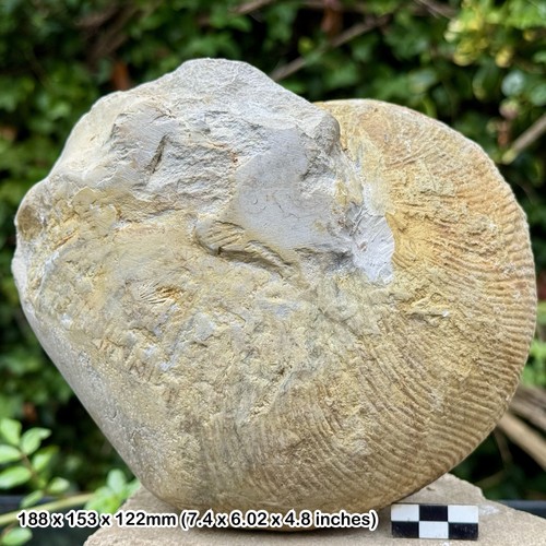 Rare fossil nautilus - 7",