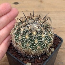Coryphantha kracickii Vaso 7 cm Cod.1010-7