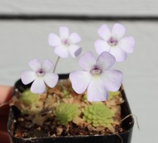 Pinguicula rotundiflora dainty