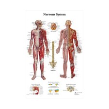 Grande poster sistema - il,
