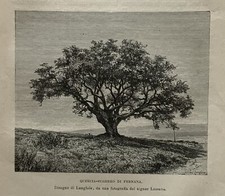 Stampa Antica - Nord Africa - Tunisia, quercia sughero di Fernana  - 1894