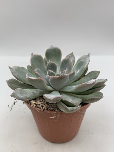 Echeveria blue speed pot - echeveria,