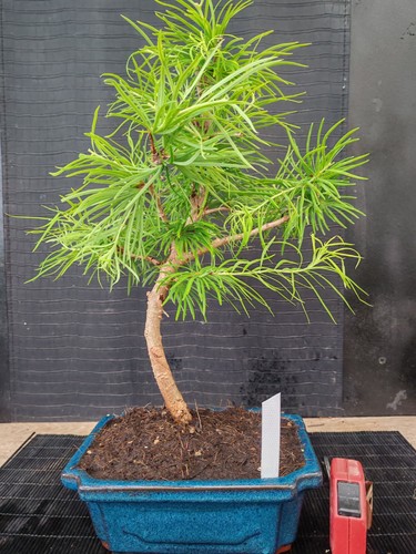 Bonsai larice visita il - larice,