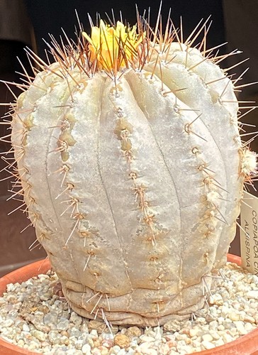 Copiapoa cinerea var