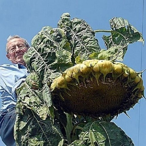 Semi girasole gigante - semi,