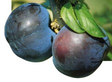 Pianta di susino: varietà