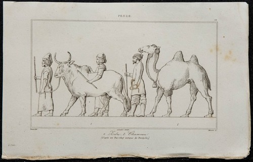 1841 zébus cammelli - -, e