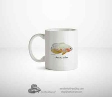 Cap Mug Cichlid Astronotus
