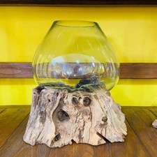 Vaso vetro e radice ampolla