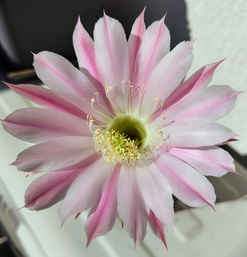 Cactus echinopsis al20 e07 v08 - cactus,