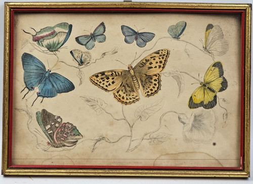 Antica stampa entomologica - stampa,