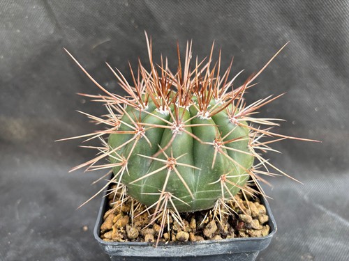 Melocactus diamantinus cactus - melocactus,