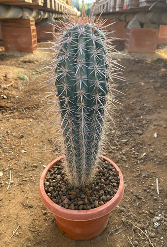 Pachycereus pringlei cactus - -,