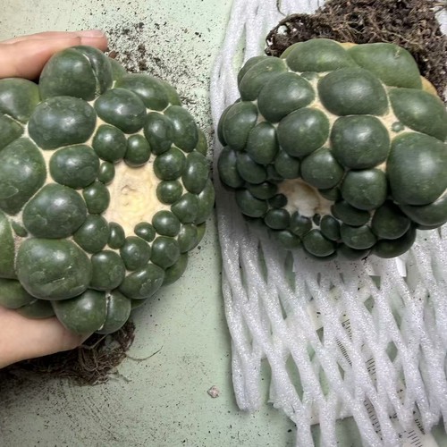 Vendita raro cactus - vendita,