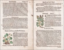 Feigwarzenkraut Erdrauch Erbe