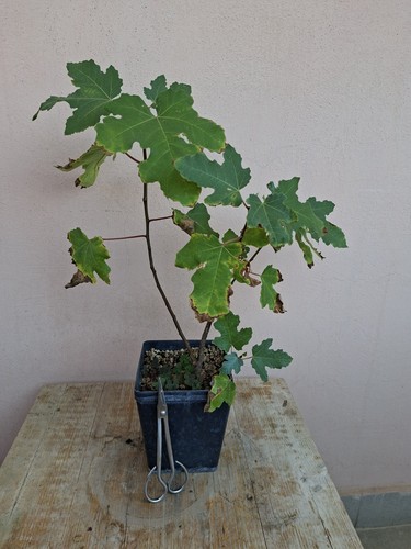 Pre bonsai ficus carica - pre, vaso