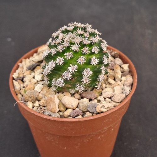 Mammillaria hernandezii