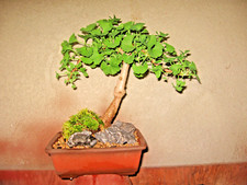 BONSAI GRAFTED GINKGO